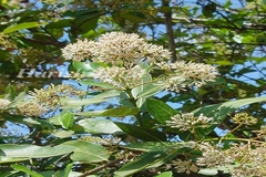 Ixora arborea